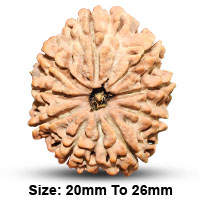 9 Mukhi rudraksha